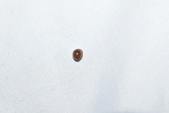 Coccinellidae