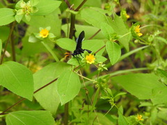Pompiloidea