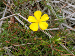 Hibbertia procumbens