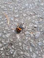Nicrophorus vespilloides