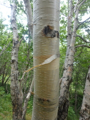 Betula ermanii