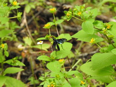 Pompiloidea