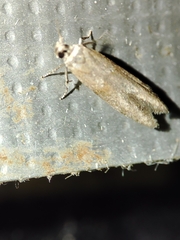 Blastobasis maroccanella