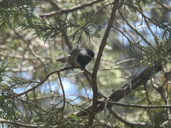 Poecile sclateri