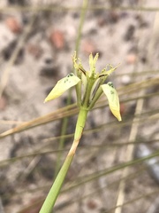 Moraea unguiculata