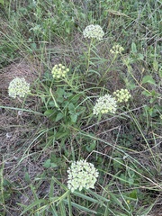 Asclepias asperula