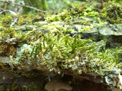 Cryphaea heteromalla