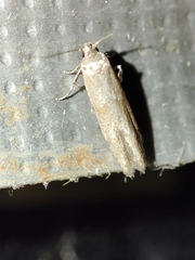 Blastobasis maroccanella