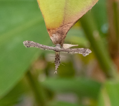 Michaelophorus indentatus