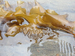 Saccharina latissima