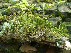 Cryphaea heteromalla