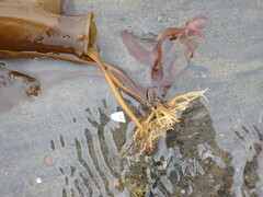 Saccharina latissima