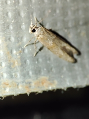 Blastobasis maroccanella