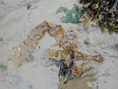 Saccharina latissima