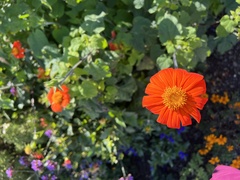 Tithonia