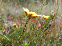 Hibbertia procumbens