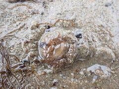Aulactinia stella