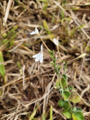 Rhinacanthus xerophilus