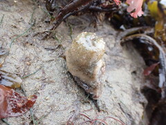 Aulactinia stella