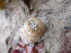 Aulactinia stella