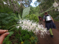 Actaea simplex