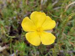 Hibbertia procumbens