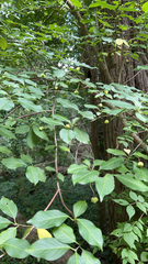 Euonymus atropurpureus