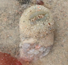 Aulactinia stella