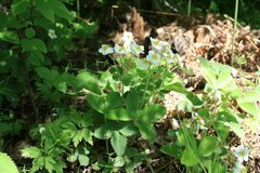 Fragaria moschata