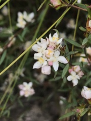 Lachnaea burchellii