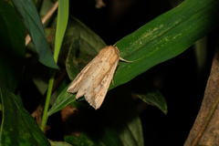 Mythimna decisissima