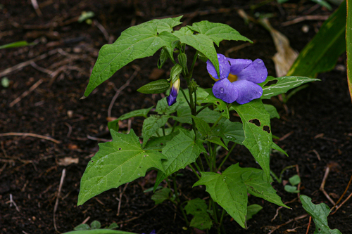 Thunbergia petersiana image