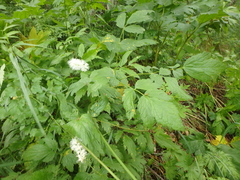 Actaea simplex