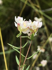 Lachnaea burchellii
