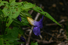 Thunbergia petersiana image