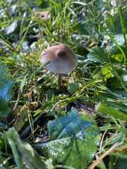 Panaeolus foenisecii