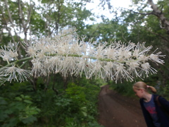 Actaea simplex