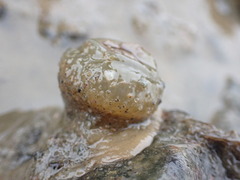 Aulactinia stella