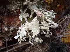 Ramalina
