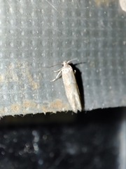 Blastobasis maroccanella