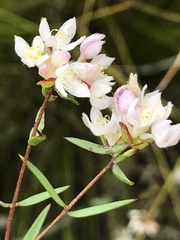 Lachnaea burchellii