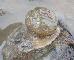Aulactinia stella