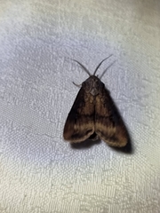 Agrotis