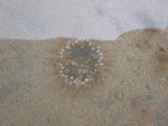 Aulactinia stella