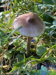 Panaeolus foenisecii