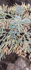 Seseli gummiferum