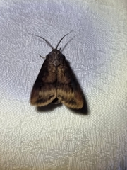Agrotis