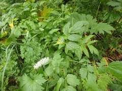 Actaea simplex