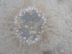 Aulactinia stella