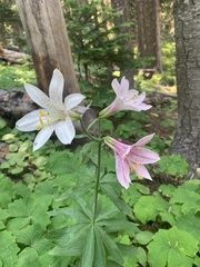 Lilium washingtonianum